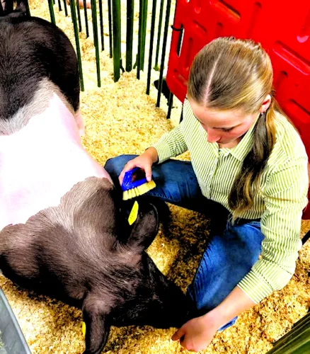 PIGGING OUT AT 180TH CANFIELD FAIR
